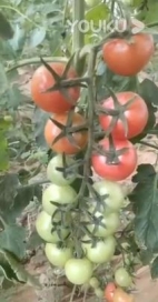 菌綠通在番茄效果反饋