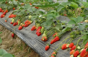 農貝得超生雌在番茄上使用每畝增產420斤！