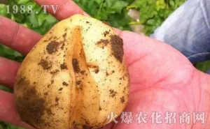 馬鈴薯膨大過程中開裂？這些導致土豆開裂的原因你一定要避開！