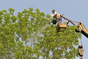 河南拌種劑廠家講述葉面肥施用技巧在葡萄園的運用