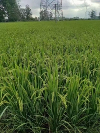 固始萬山農機董事長反饋，生物菌用在水稻上效果明顯