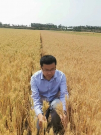 西華縣農戶用〈菌綠綠）小麥拌種抗旱效果明顯