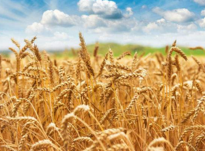 小麥拌種劑的種類有哪些呢？