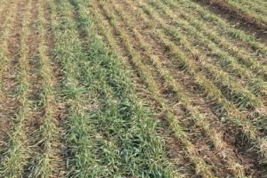 冬季小麥的田管措施