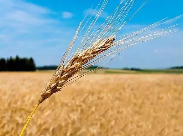 小麥使用拌種劑有什么作用？